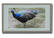 Kirmeo Peacock Photo