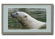 Kirmeo Polar Bear II Photo