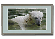 Kirmeo Polar Bear I Photo
